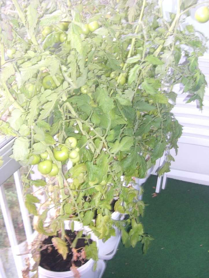 Tomatplanorna på balkongen
